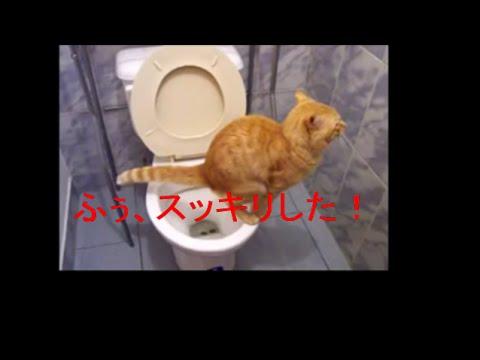 Aranyos macska a mosdóban