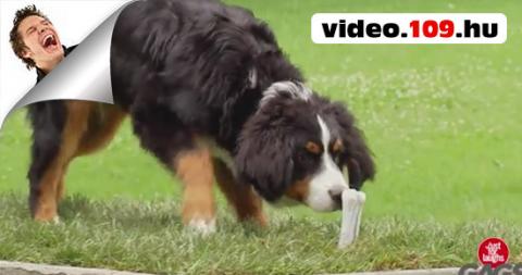 Vicces videó Kutyaütő csínyek