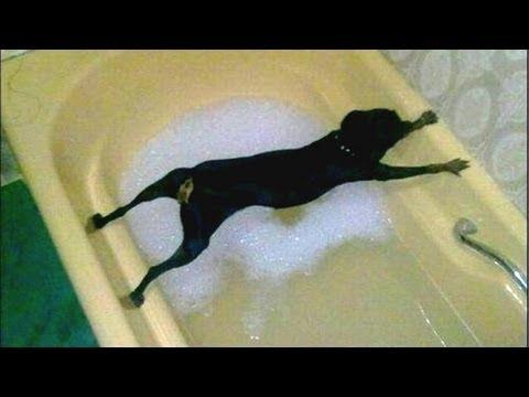 Kutyák és a fürdés