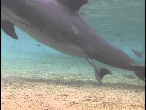Kis delfin születik