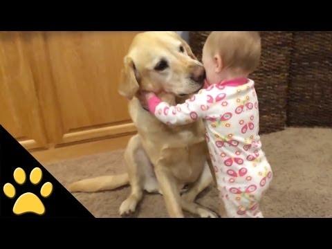 Aranyos kutyák és imádnivaló babák kapcsolata