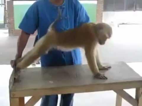 Intelligens majom Fizikai Teszt