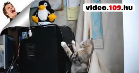 Vicces Macskák Gyűjtemény 2 (Funny Cats Compilation 2)