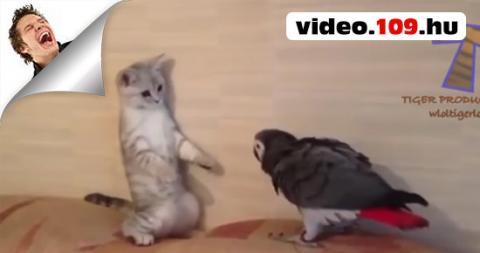 Macskák És Kutyák Vs Papagájok - Vicces És Aranyos Állat videók Összeállítása