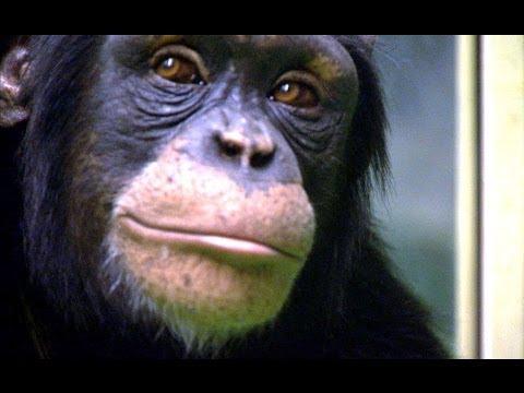 Csimpánz Vs Human! - Munka memória teszt - Rendkívüli Állatok - Föld