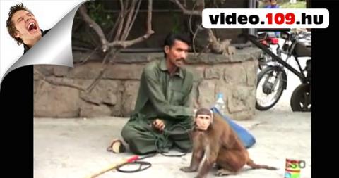 Vicces videó : Intelligens majom emberek szórakoztatása