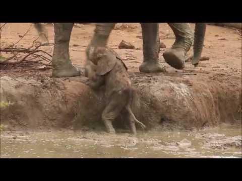 Megható Videó, ahogy az elefántok kisegítik a kis borjút a víznyelőből...